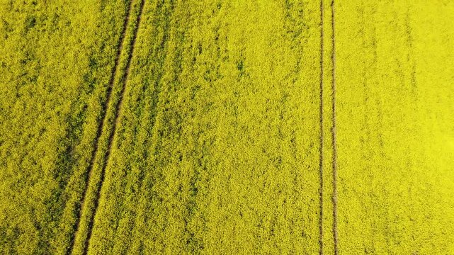 A vertical view abstracts the dense yellow crop into bands of texture, dark wheel marks and subtle curves across the field.