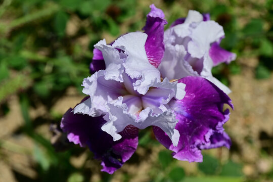Close-up of a stunning purple bearded iris blooming under bright sunlight in horizontal orientation