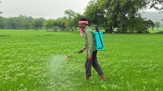Indian farmer spraying pesticide in field. Agriculture worker.