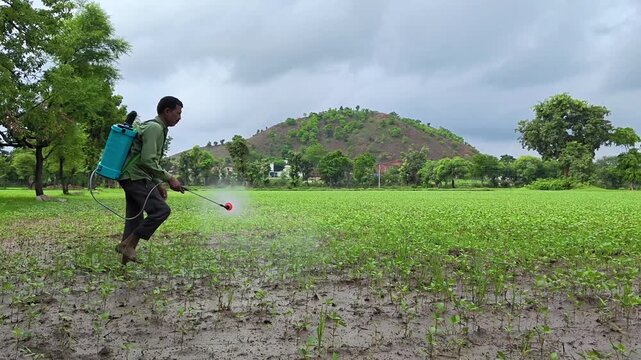 Indian farmer spraying pesticide in field. Agriculture worker.