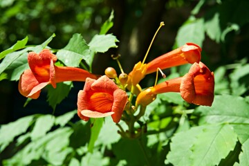 Vibrant orange trumpet vine flowers blooming in a lush green summer garden © Iryna