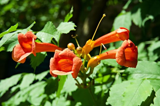 Vibrant orange trumpet vine flowers blooming in a lush green summer garden