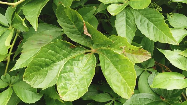 Laurel bush leaves blowing in the wind backdrop slow motion stock footage