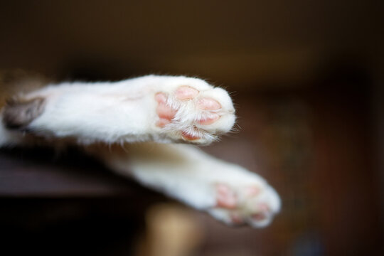 Close-up of a cat's soft, furry back paws resting on a surface, with the background beautifully blurred. Shallow focus.