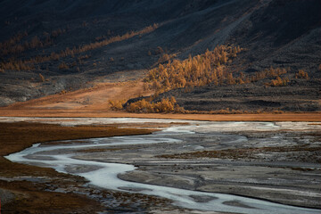 Autumnal braided river valley with golden larch trees and dark mountain slopes. Ideal for nature and environmental themes. © marcodenaro