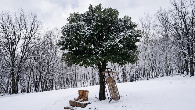 一面の雪原にただ一本だけすっくと立ち冬空へ枝を広げる椎の木の姿
