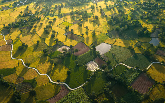 Aerial view of Ta Pa rice fields in Tri Ton district, An Giang province, Vietnam