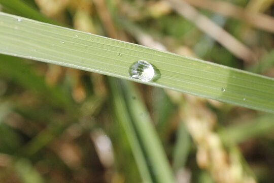 dew on grass
