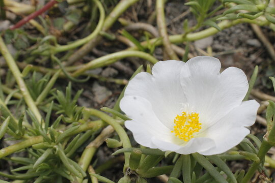 white crocus flower