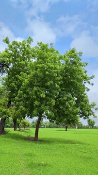 Azadirachta indica - Indian neem tree under blue sky. Medicinal plant.