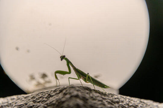 Praying mantis in profile in front of a glowing lamp globe resembling a full moon at night, European mantis Mantis religiosa