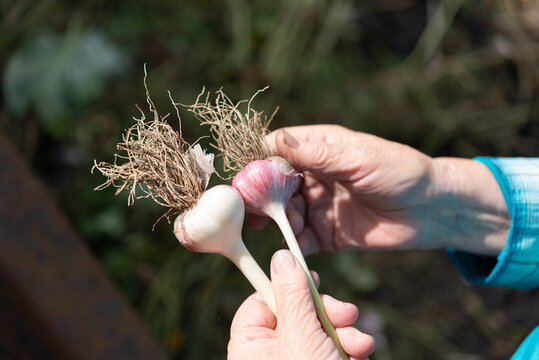 Rough hands holding two garlic heads after harvest, close up of fresh organic crop in natural outdoor setting, gardening and agriculture concept, healthy homegrown vegetables, seasonal farming