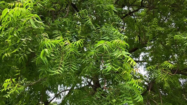Azadirachta indica - Fresh neem tree branch with green leaves. Herbal medicine.