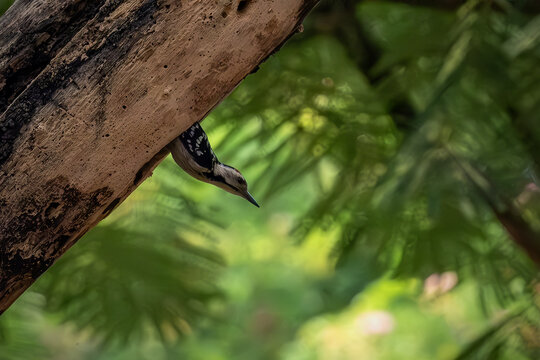 Close-up action shot of a black and white spotted woodpecker climbing a large wooden branch in a tropical forest