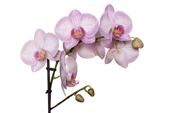 Elegant orchid branch with white and pink blossoms isolated on transparent background, png, tropical flowering plant, delicate floral arrangement, botanical cutout, fresh exotic bloom