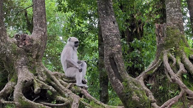 Gray langur monkey sitting on tree in green forest