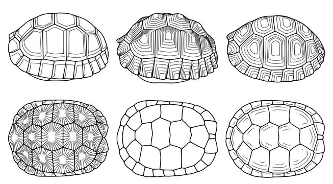 Set of six detailed turtle shell illustrations featuring various patterns and shapes in black and white ink drawing style