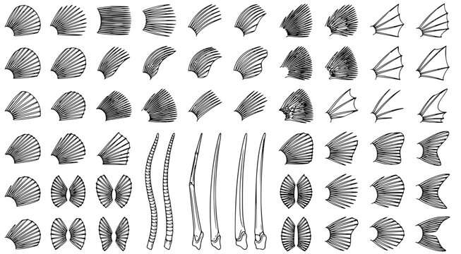 Detailed biological study of fish fin structures and skeletal elements in black and white ink line art style