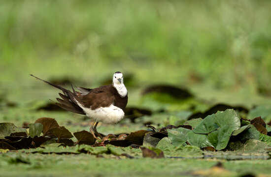 Beautiful natural daylight perfectly shapes the intricate feather details of a wild jacana bird pausing to clean itself in a lush green swamp.