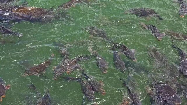 Large group of fish swimming and feeding in naini lake, nainital