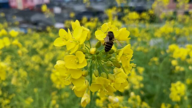 Honey Bee Pollinating Vibrant Yellow Rapeseed Flowers in Spring Field, Macro Close-Up with Shallow Depth of Field