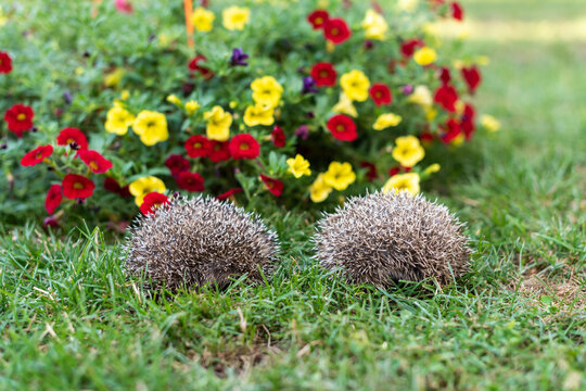 wo Baby Hedgehogs Curled into Balls on Green Grass with Copy Space