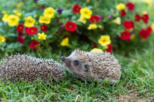 Curious Baby Hedgehog Looking Up Beside Curled Companion