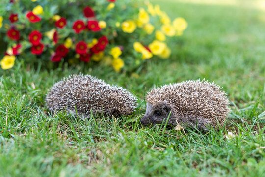 Baby Hedgehogs in Garden Viewed from a Low Angle