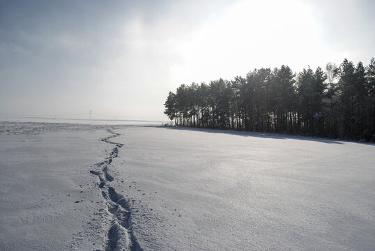 Hunter's tracks on a snow-covered field leading to a coniferous forest on a sunny winter day.