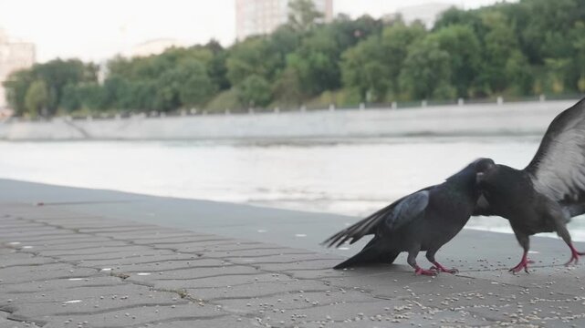 Flock of city pigeons feeding on seeds on river embankment promenade in urban park