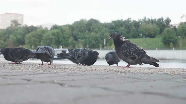 Flock of urban pigeons eating seeds on pavement at riverbank park