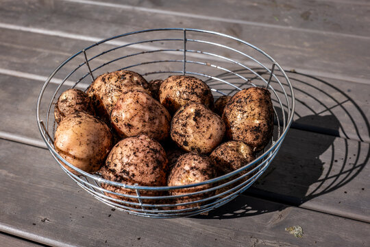 Fresh New Potatoes Fill a Wire Basket on a Rustic Table