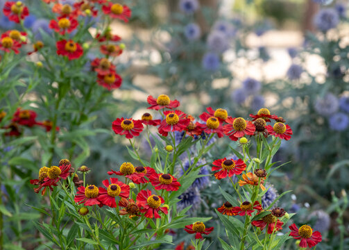 Wide variety of biodiverse, bee-friendly, colourful flowers growing at Wisley garden, Woking, Surrey, UK.