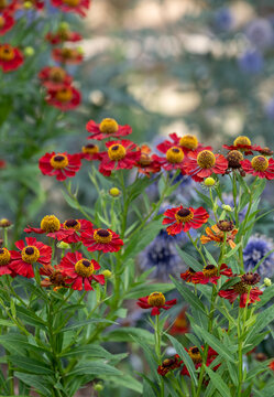Wide variety of biodiverse, bee-friendly, colourful flowers growing at Wisley garden, Woking, Surrey, UK.