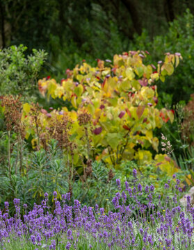 Wide variety of biodiverse, bee-friendly, colourful flowers growing at Wisley garden, Woking, Surrey, UK.