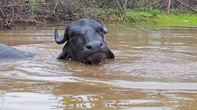 Indian water buffalo bathing in a muddy pond