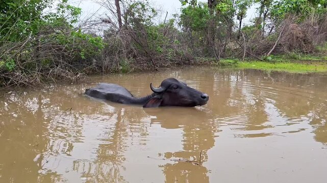 Indian water buffalo bathing in a muddy pond
