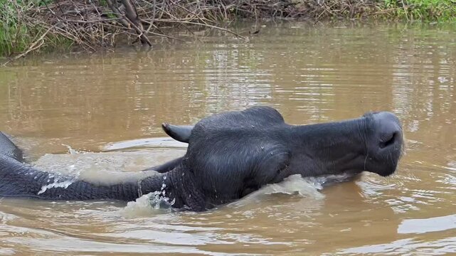 Indian water buffalo bathing in a muddy pond