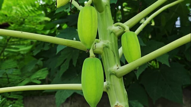 Young papaya growing on tree