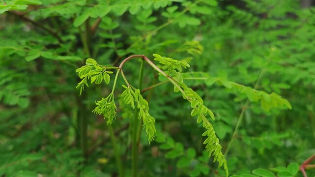 Young moringa leaves offer benefits