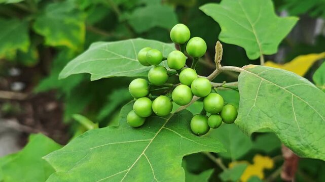 Turkeyberry medicinal plant with benefits
