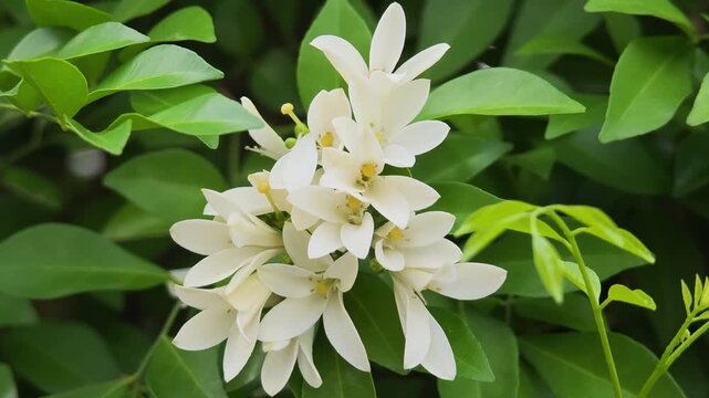 Beautiful white orange jasmine flowers