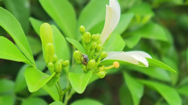 Bee collecting orange jasmine pollen