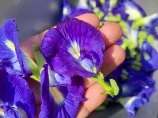 Fresh Blue Butterfly Pea Flowers Close Up in Hand