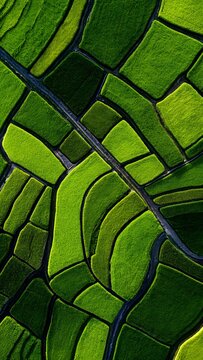 Agricultural farmland displays a complex geometric pattern of green fields seen from high above.