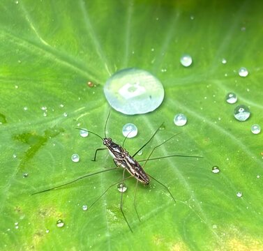 Water Strider Insect on Green Taro Leaf with Dew Drops Close Up