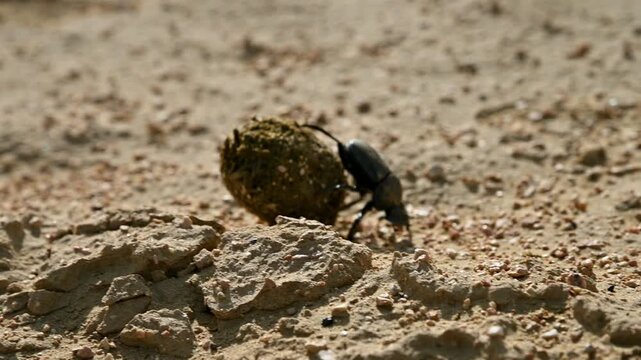 Dung beetle rolls ball of dung across sandy terrain in slow motion