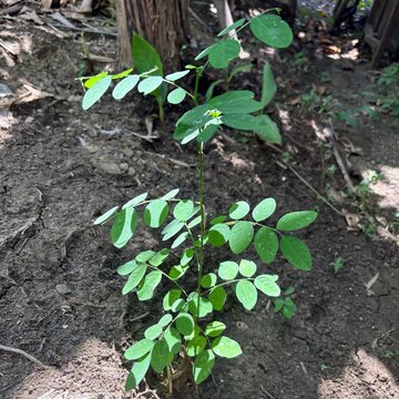 Young Sauropus Androgynus Plant Growing on Soil