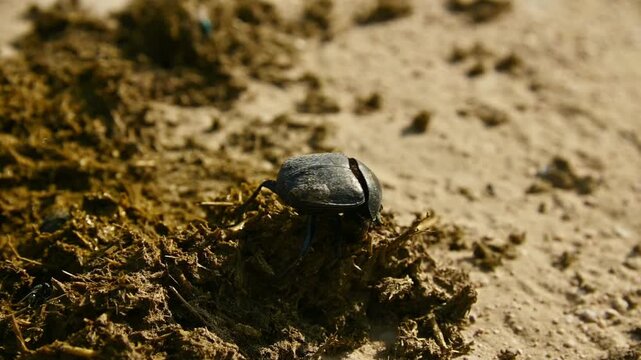 Dung beetle rolls ball of dung across sandy ground in slow motion sequence