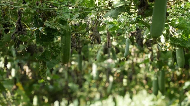 Green luffa fruits hanging on climbing vines with dense leaves in a garden row. Tropical agriculture.